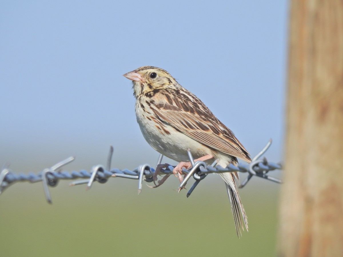 Baird's Sparrow - ML353804321