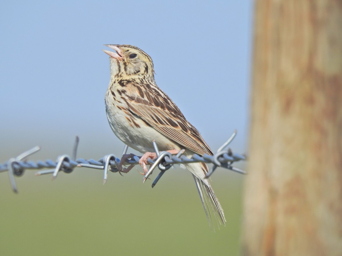 Baird's Sparrow - ML353804371