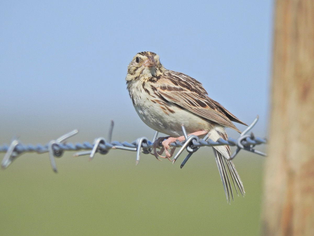 Baird's Sparrow - ML353804411