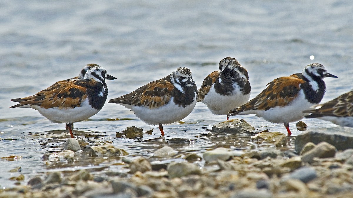 Ruddy Turnstone - ML353805561