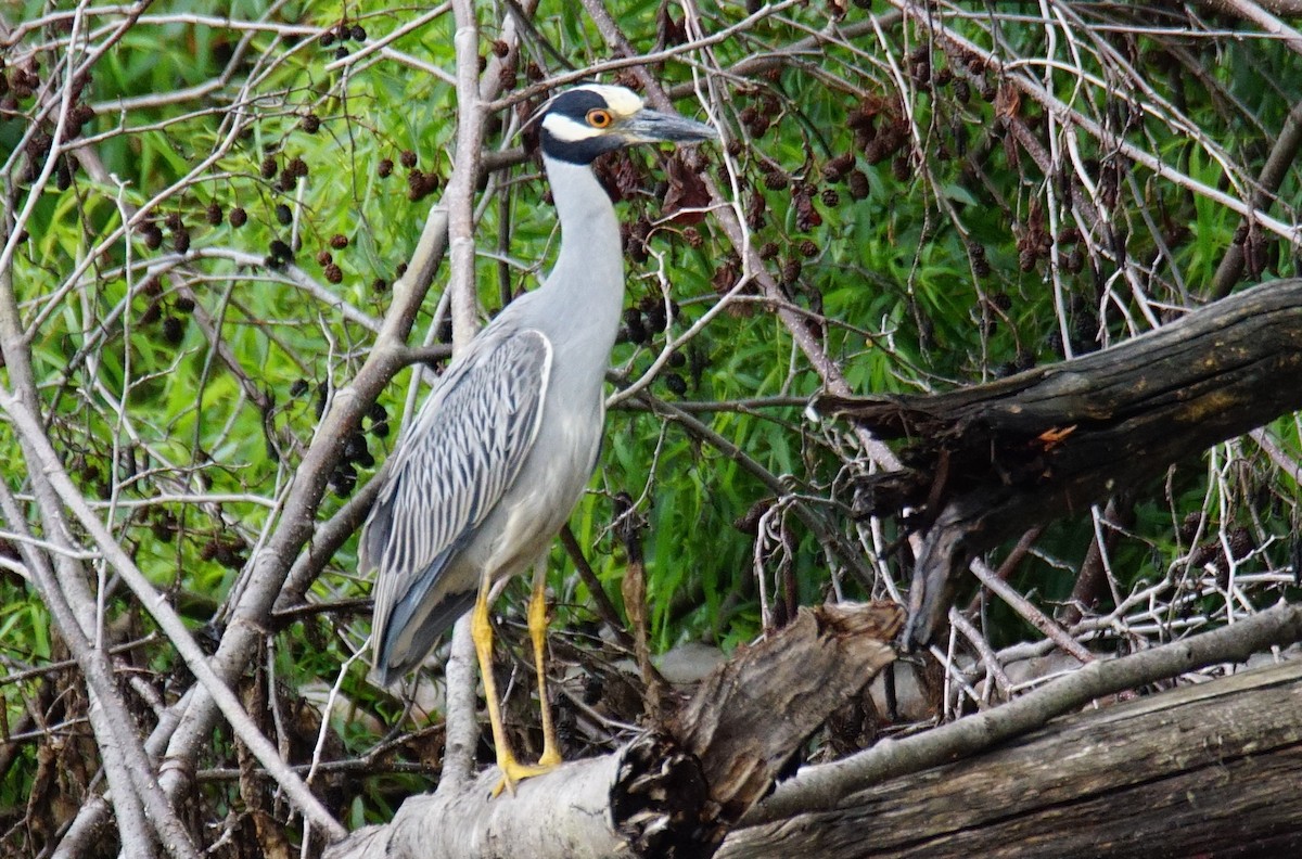 Yellow-crowned Night Heron - Dennis Mersky