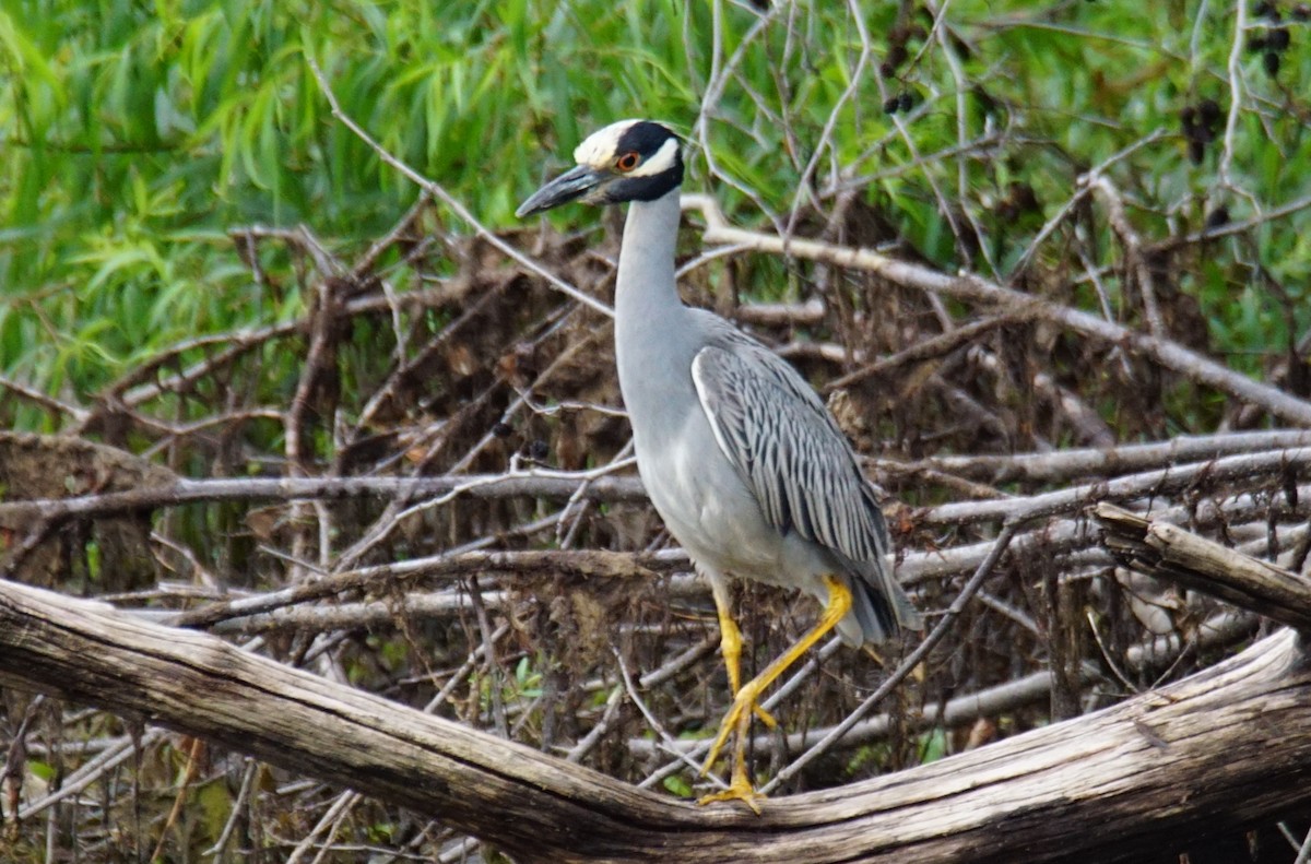 Yellow-crowned Night Heron - ML353805741