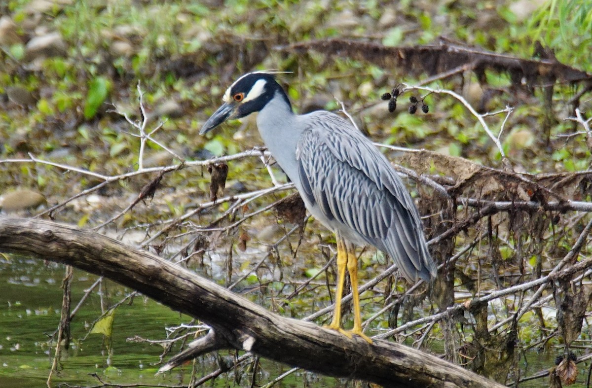 Yellow-crowned Night Heron - Dennis Mersky