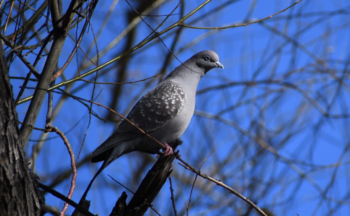 Spot-winged Pigeon - ML353806931