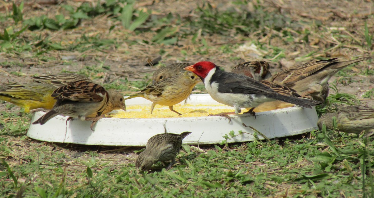 Yellow-billed Cardinal - cynthia arenas