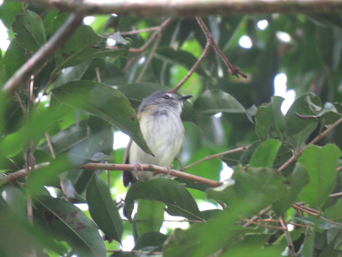 Slate-headed Tody-Flycatcher - ML353807761