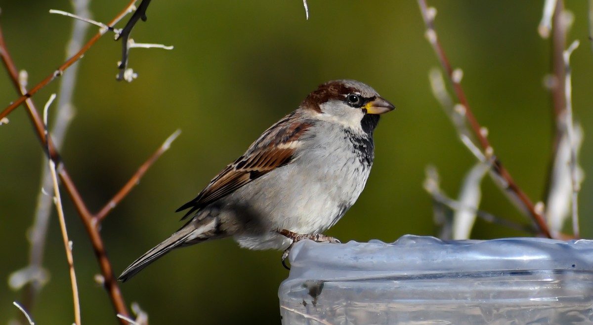 House Sparrow - ML353808131