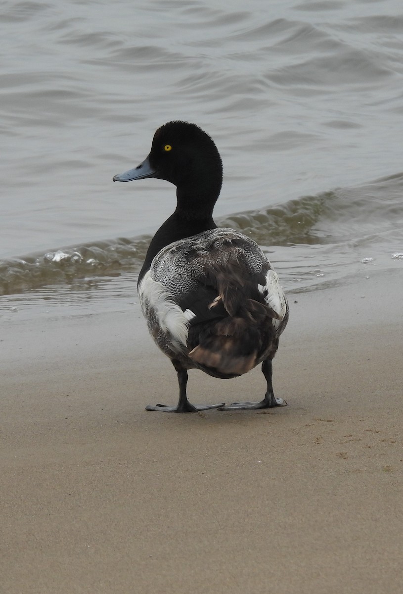 Lesser Scaup - Jennifer Wilson-Pines