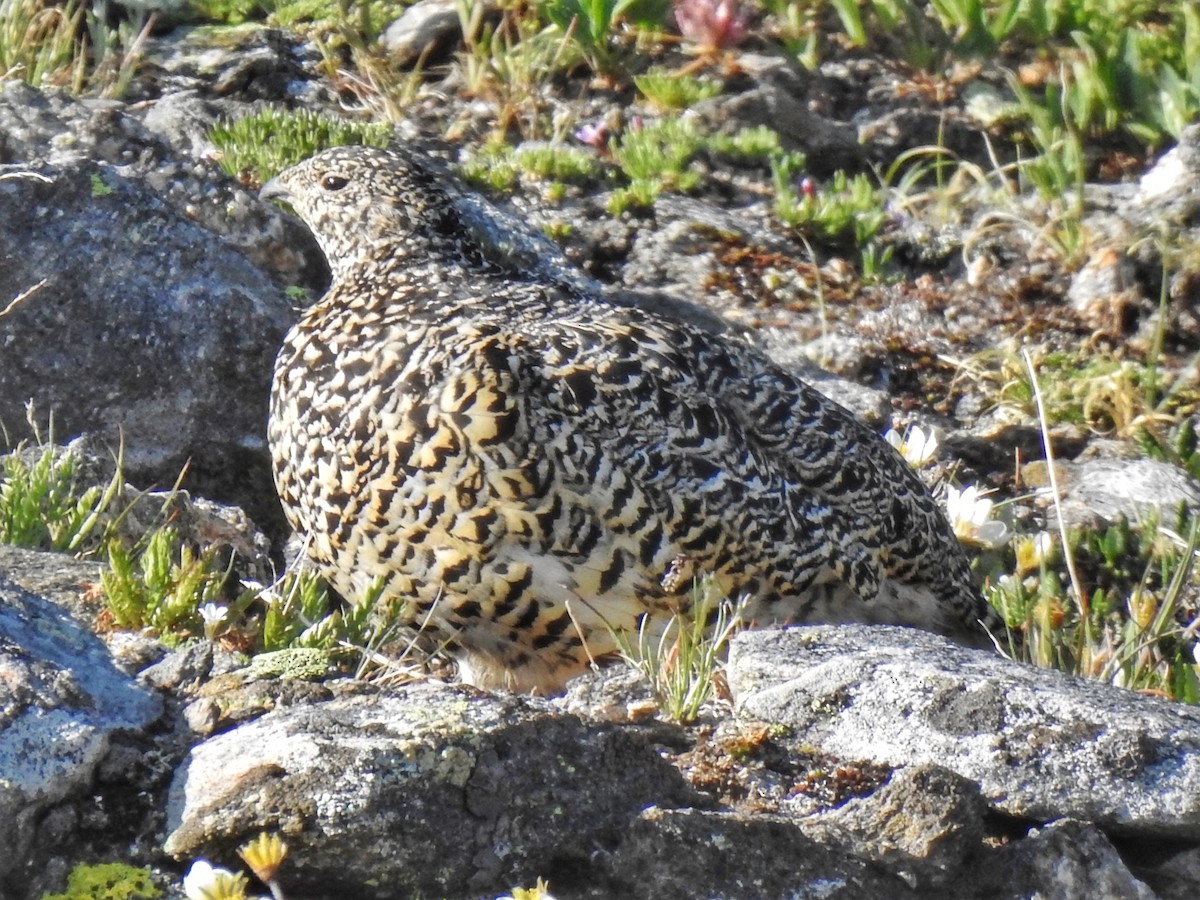 White-tailed Ptarmigan - Roger Massey