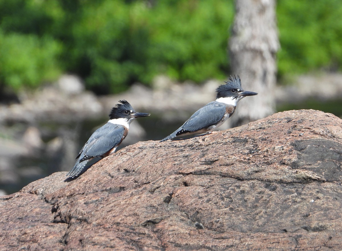 Belted Kingfisher - ML353810521