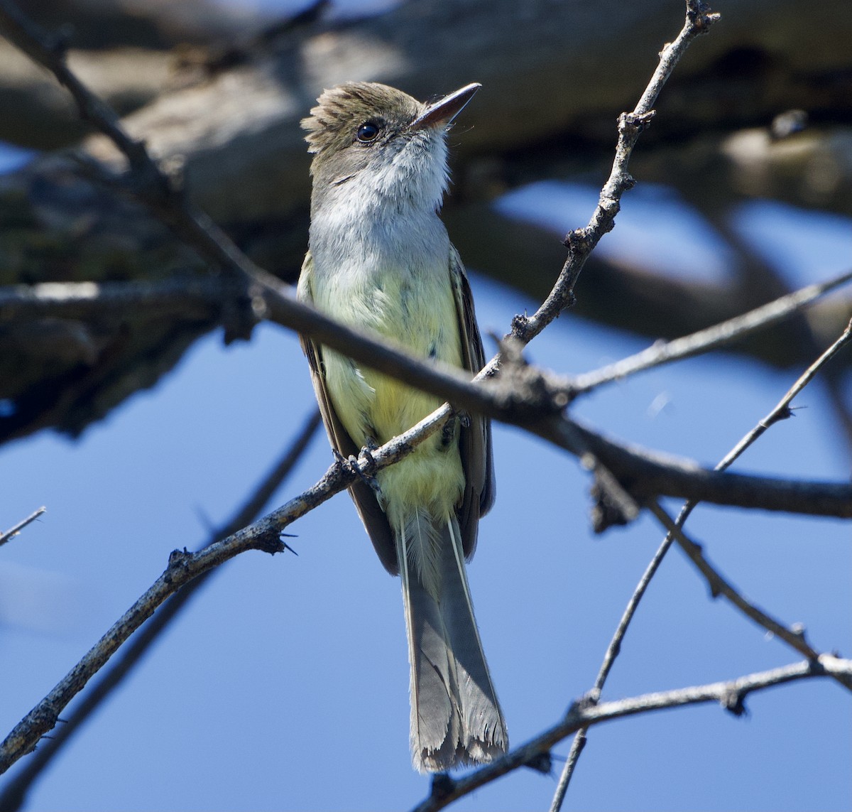 Dusky-capped Flycatcher - ML353811481