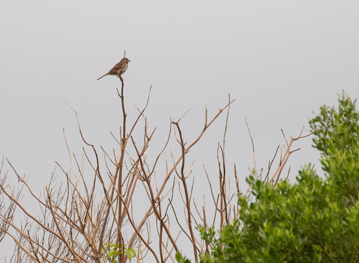 Song Sparrow - ML353813181