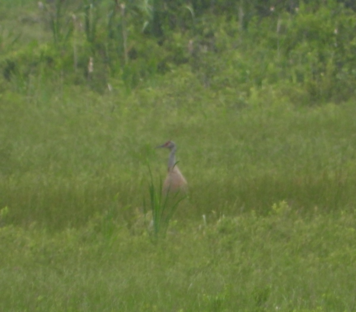 Sandhill Crane - ML353813211