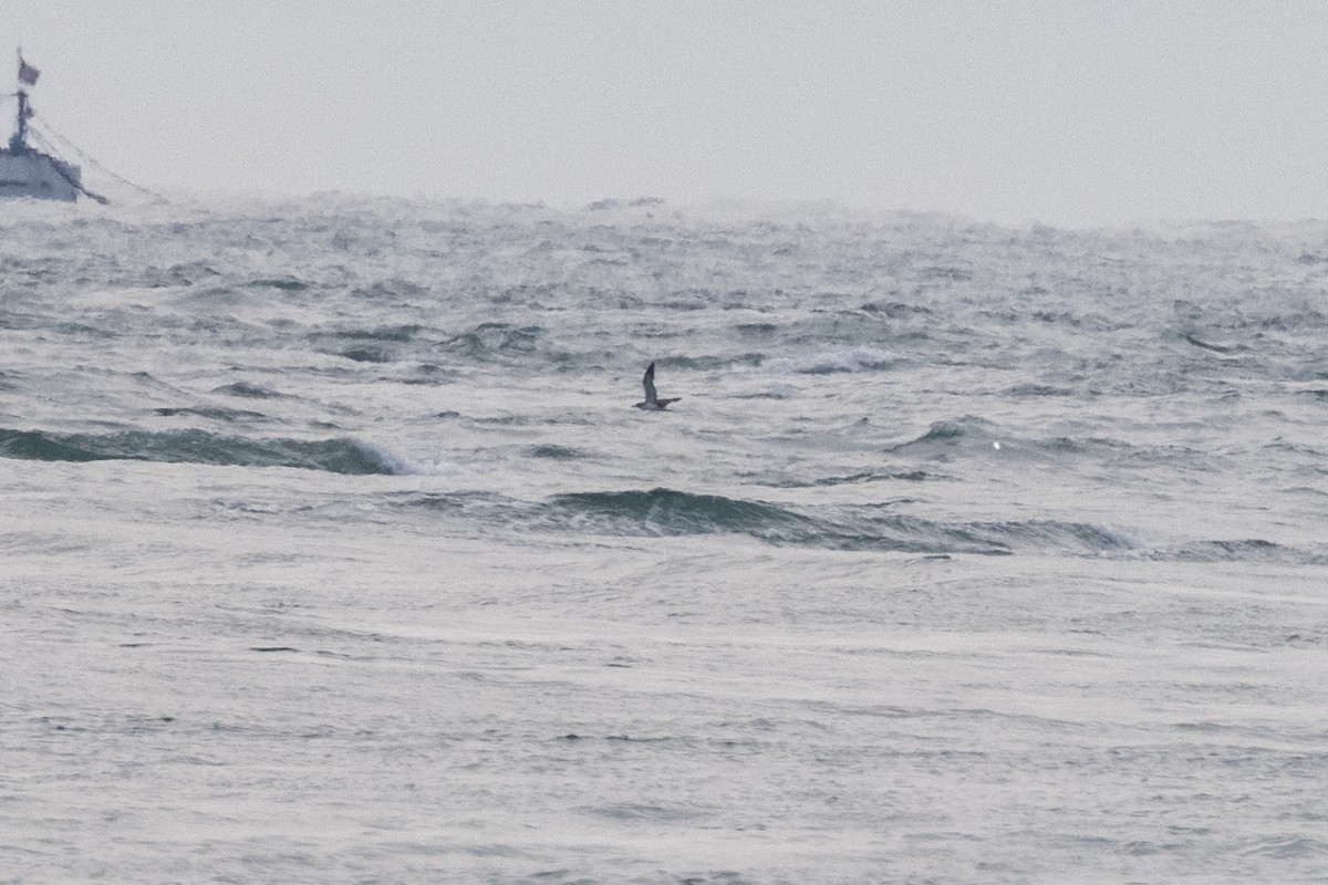 Cory's/Scopoli's Shearwater - ML353813641