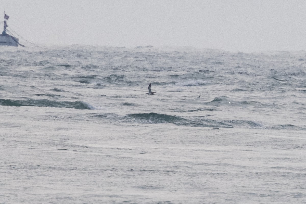 Cory's Shearwater - Toby Sackton