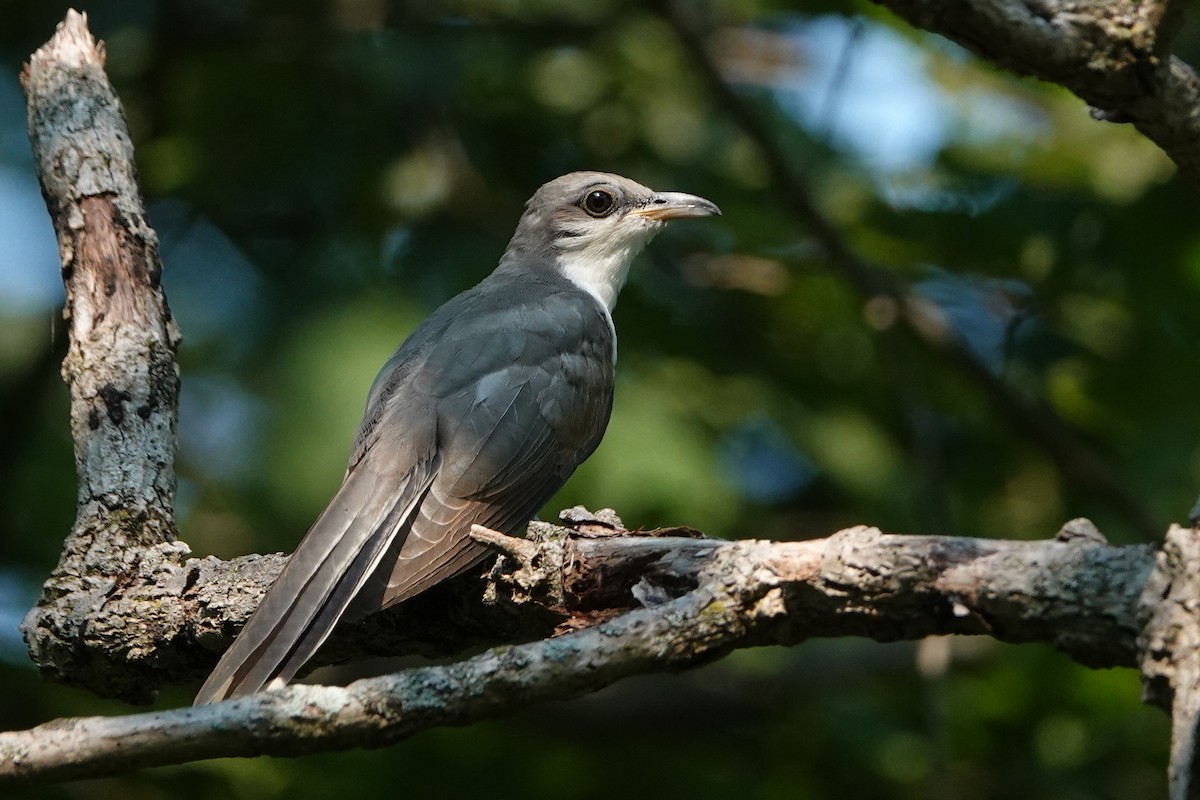 Yellow-billed Cuckoo - ML353813751