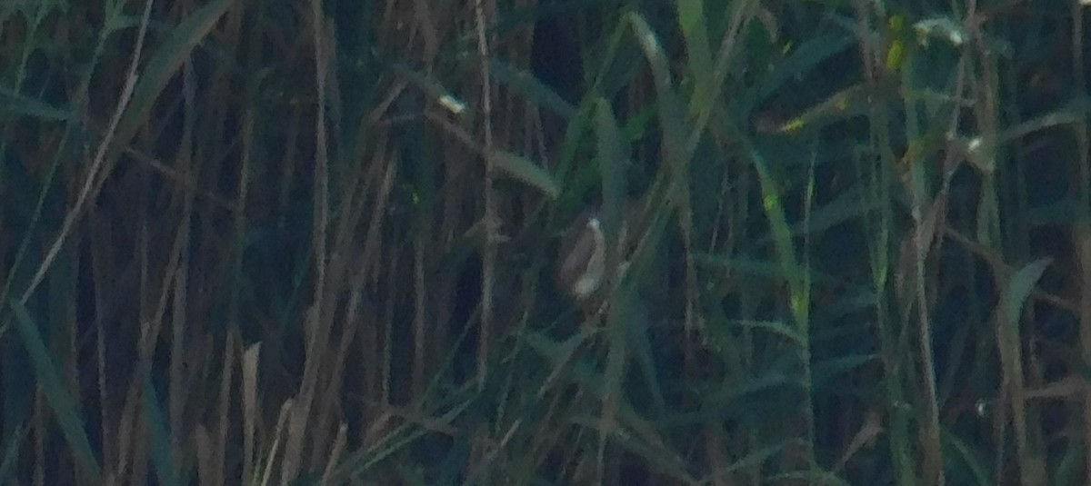 Least Bittern - Jack Jerrild