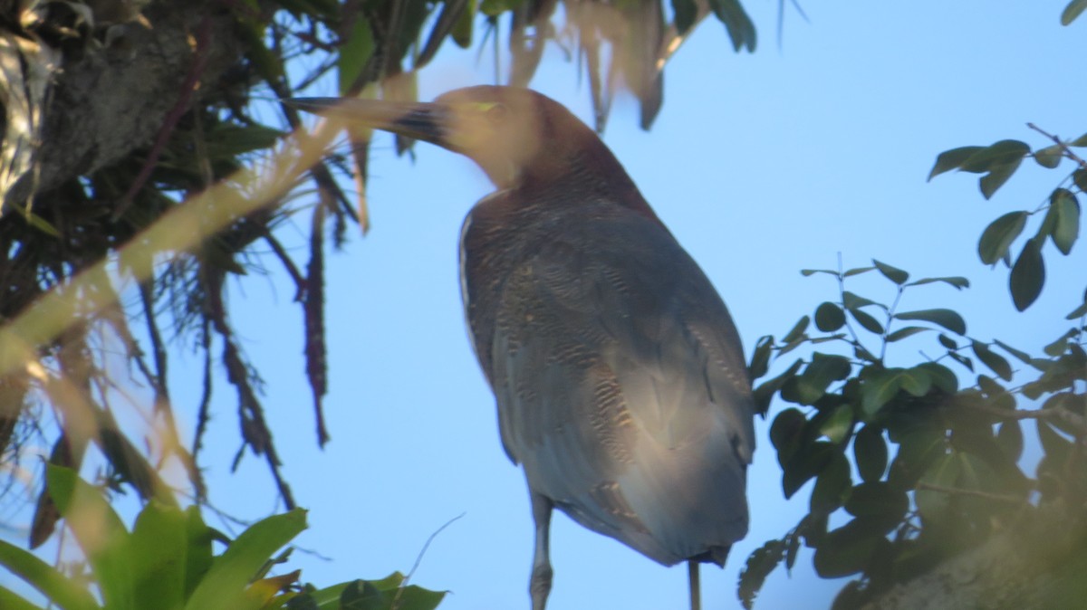 Rufescent Tiger-Heron - ML353817871