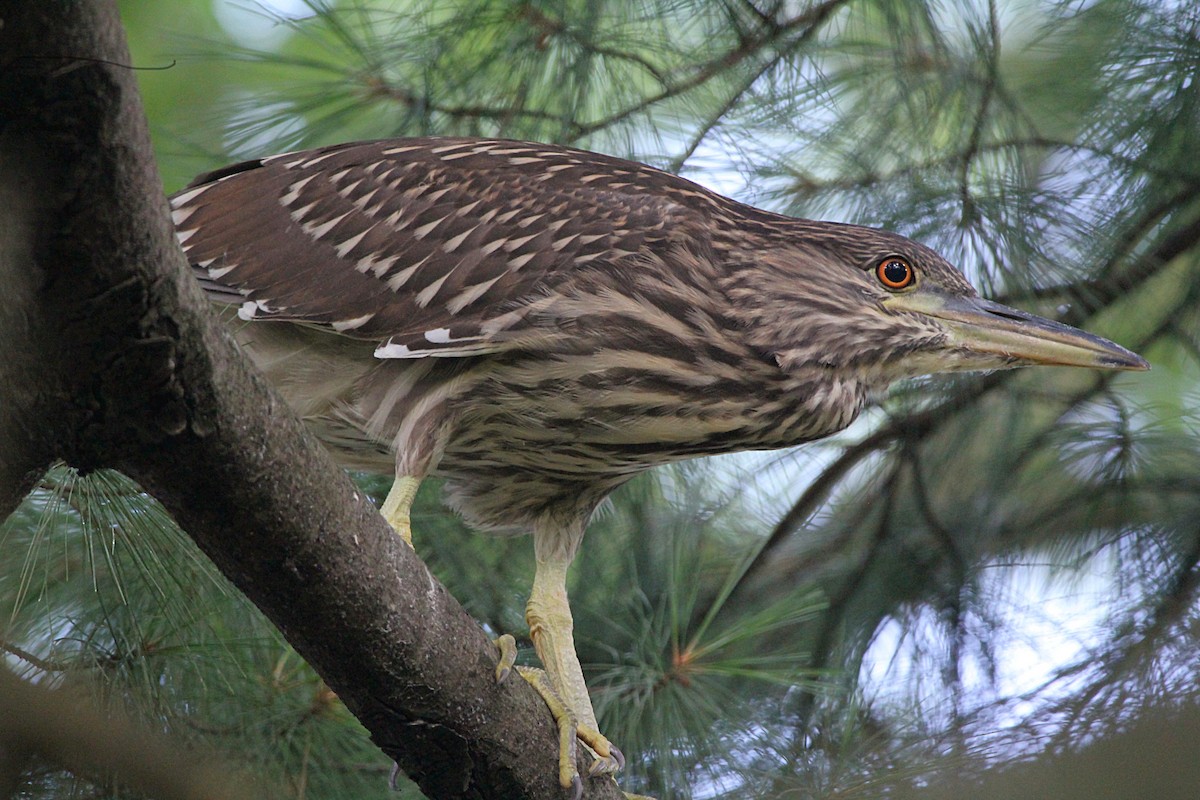 Black-crowned Night Heron - ML353817991