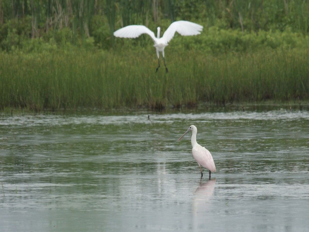 Roseate Spoonbill - ML353818861