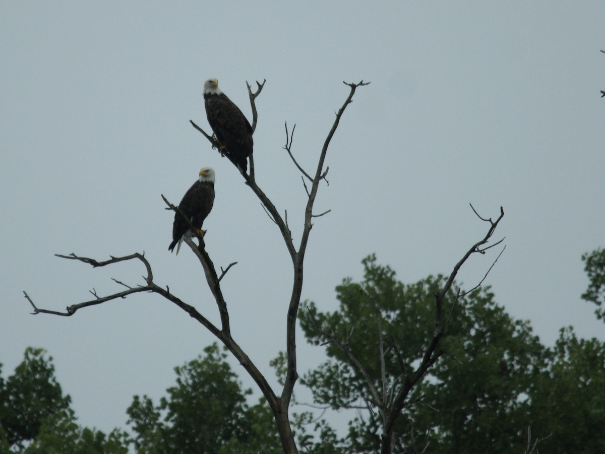 Bald Eagle - ML353818951