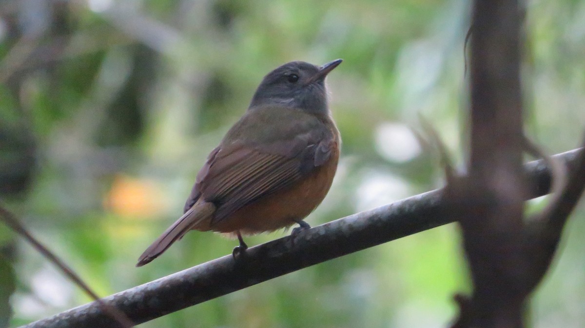 Gray-hooded Flycatcher - Francisco González Táboas