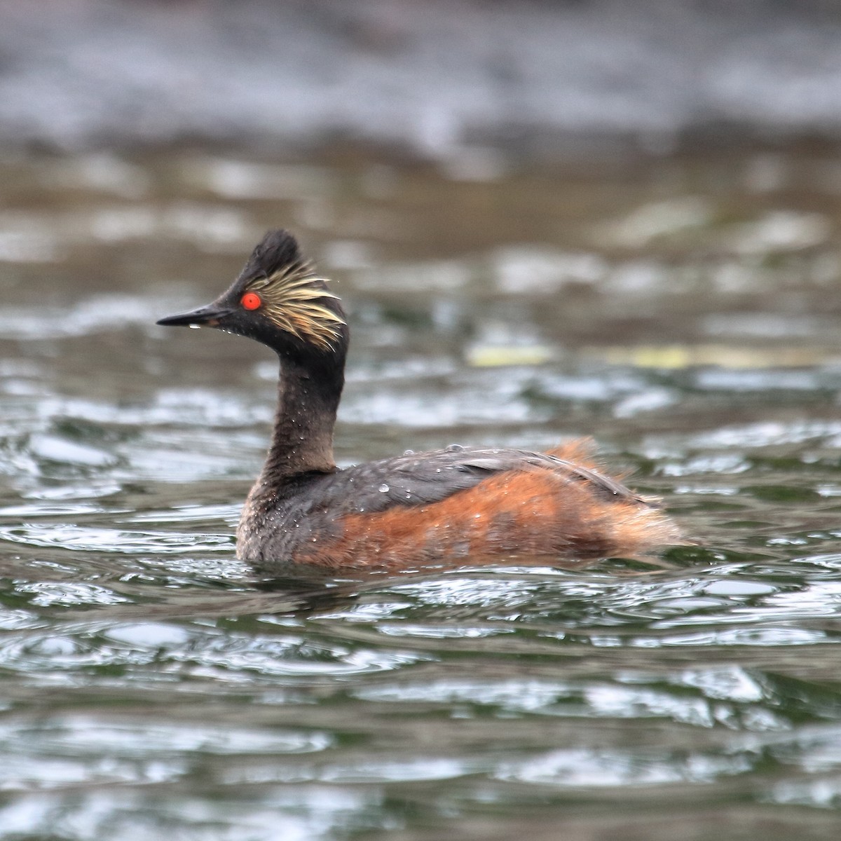 Eared Grebe - Jenna Rosen