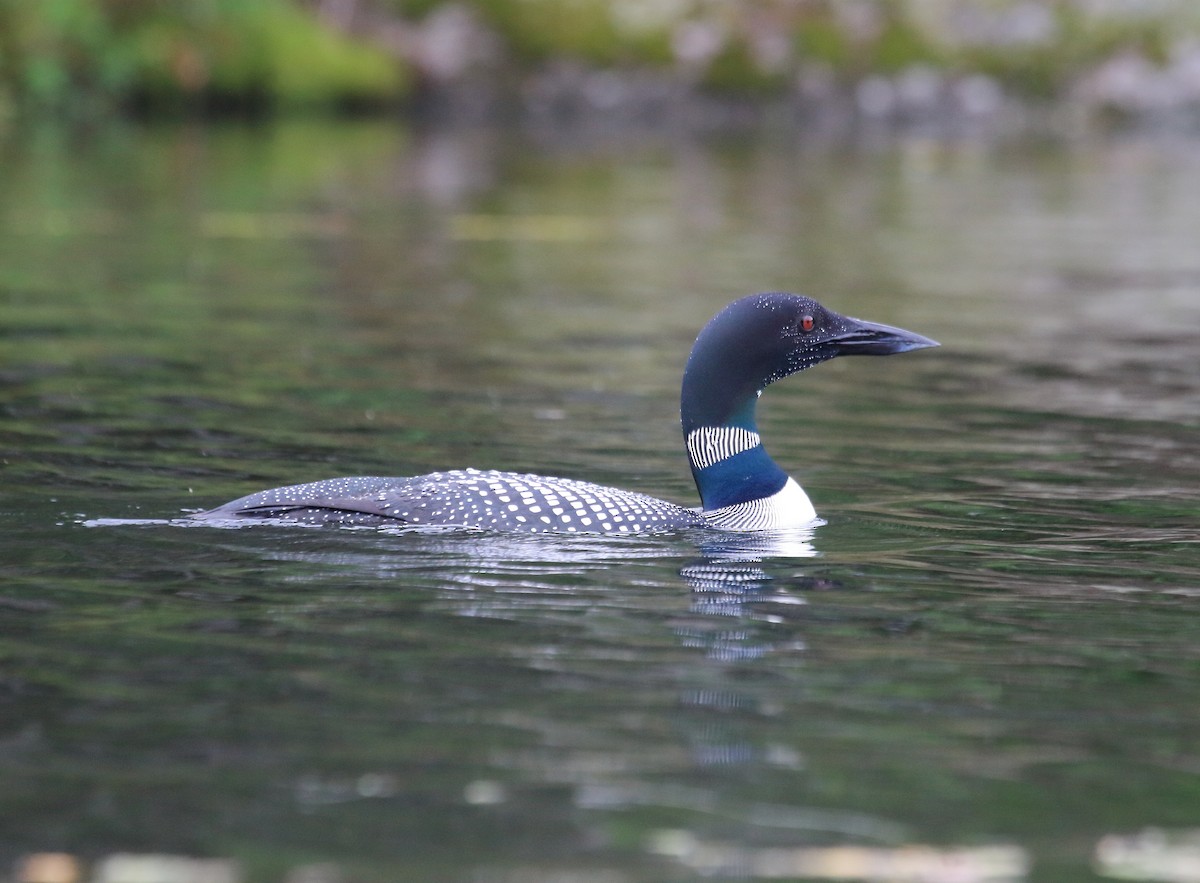 Plongeon huard - ML353822731