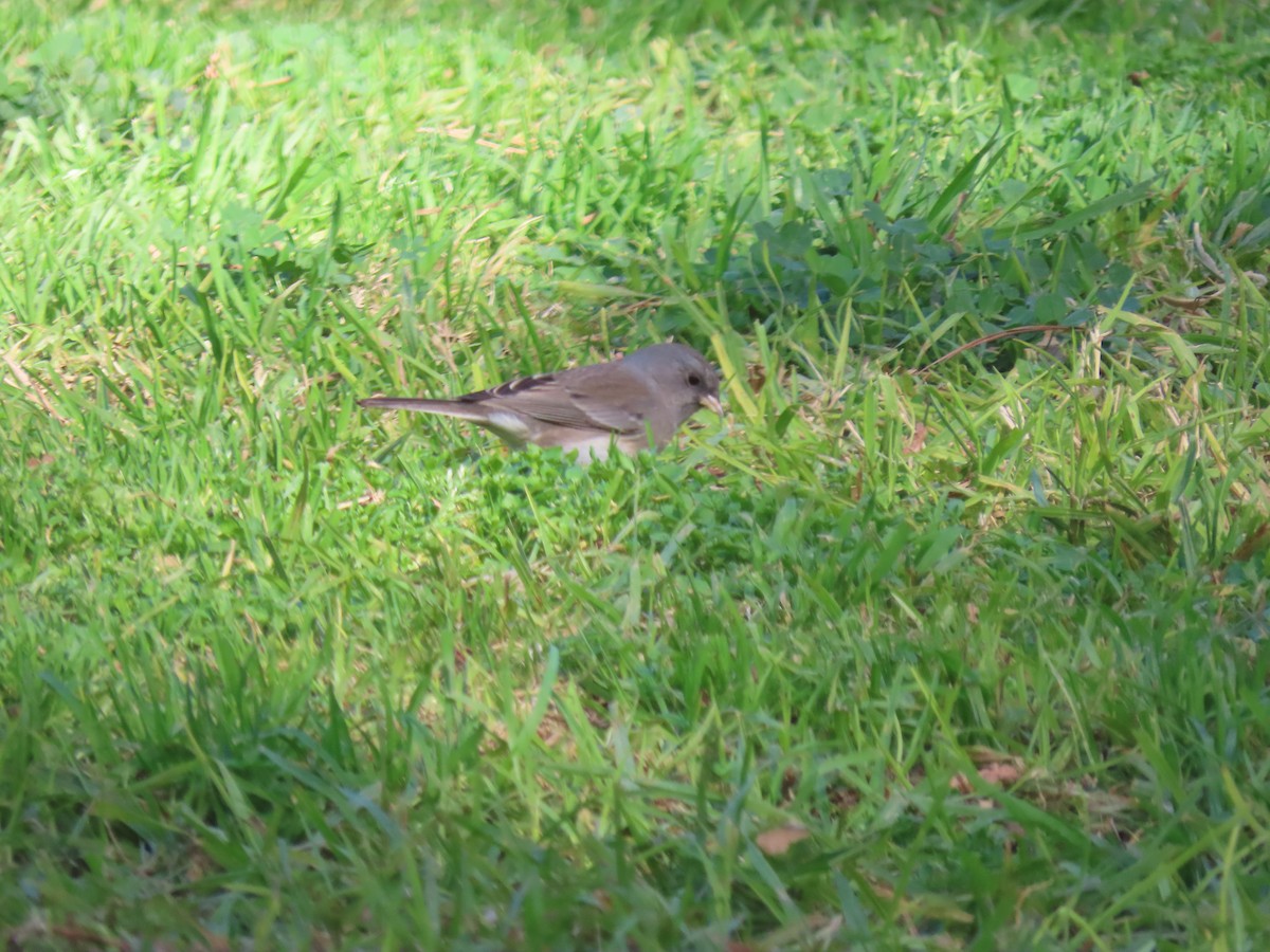 Dark-eyed Junco (Slate-colored/cismontanus) - ML353822821