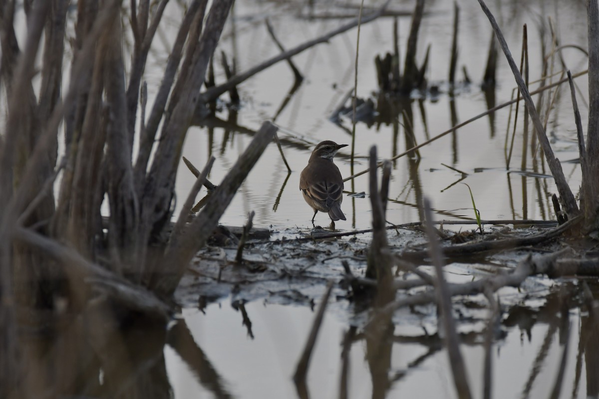 Buff-winged Cinclodes - Walter De Boever