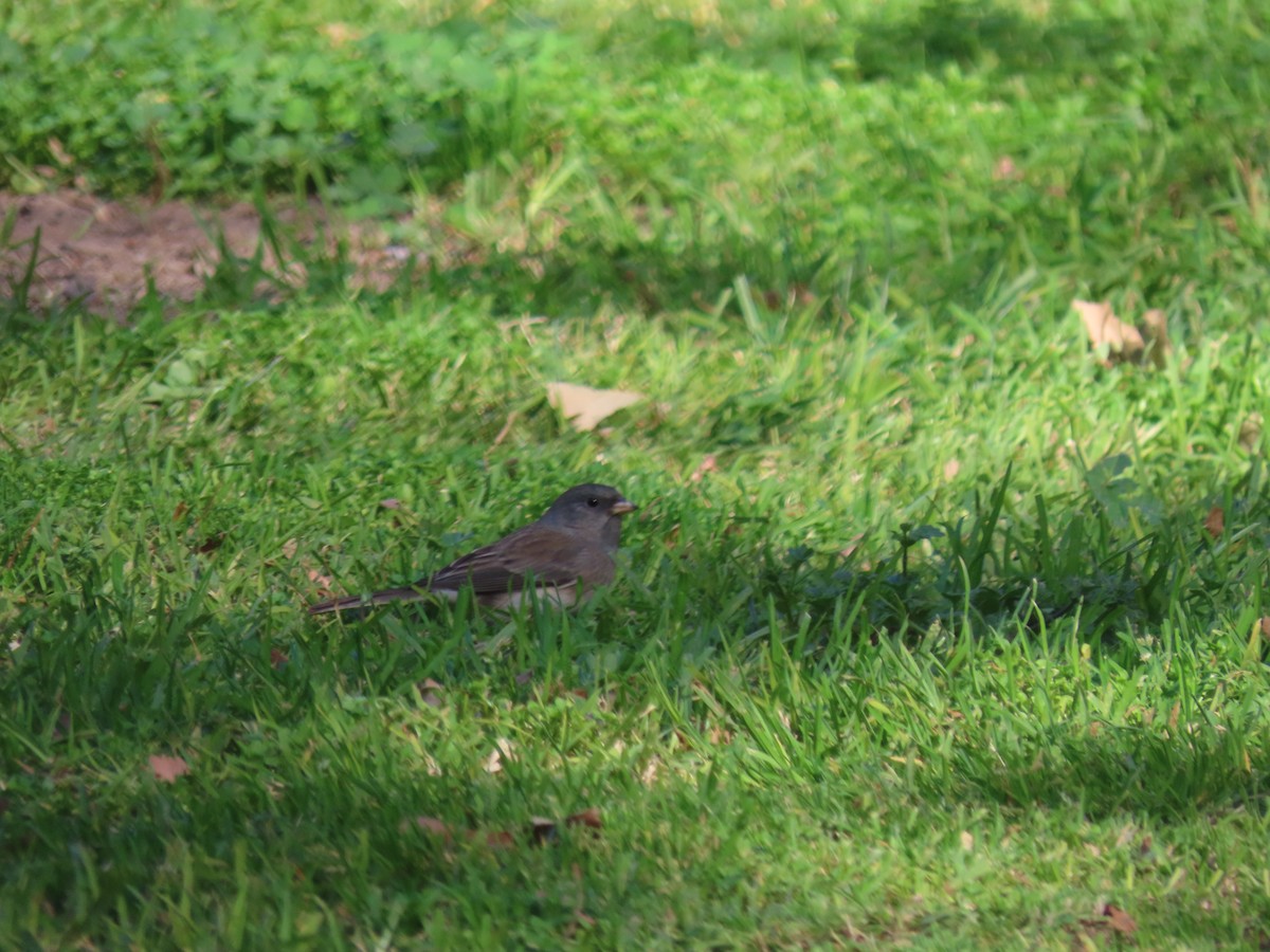 Dark-eyed Junco (Slate-colored/cismontanus) - ML353823091