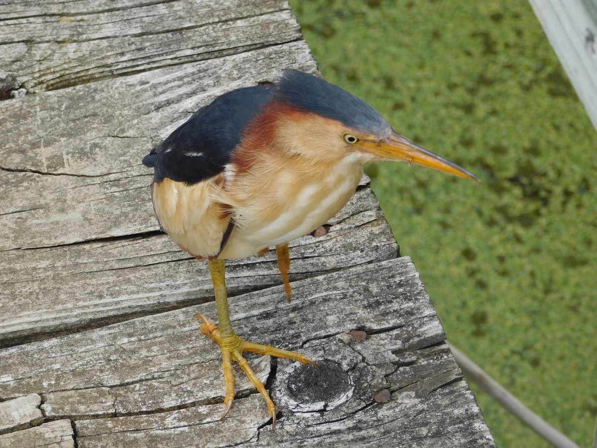 Least Bittern - Thomas Mudd