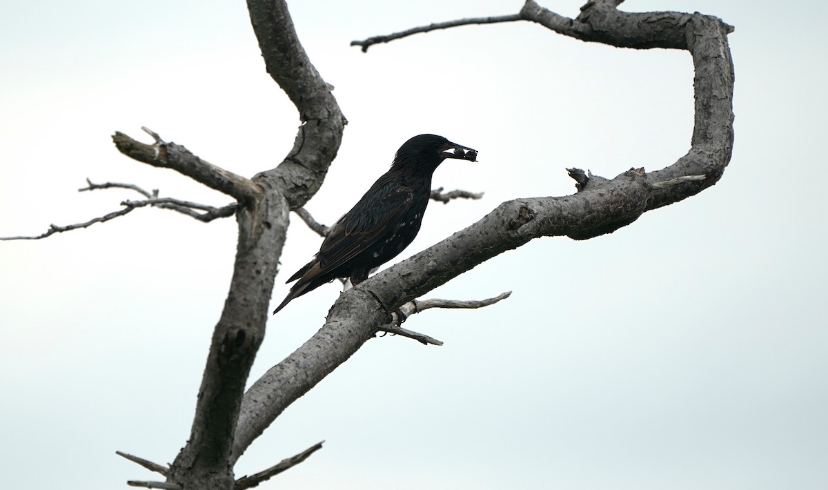 European Starling - ML353826021