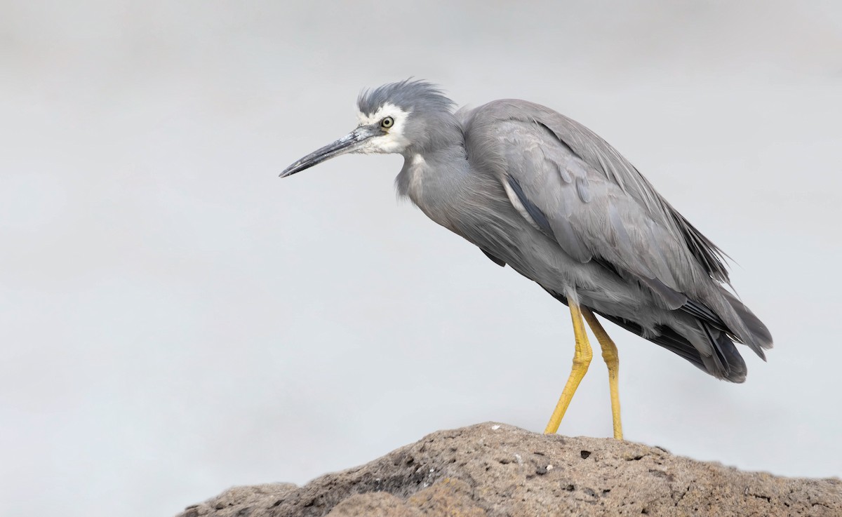 White-faced Heron - ML353827201