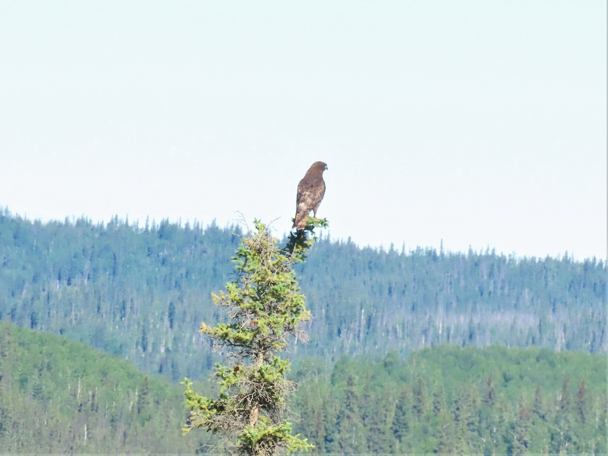 Red-tailed Hawk (Harlan's) - ML353827731