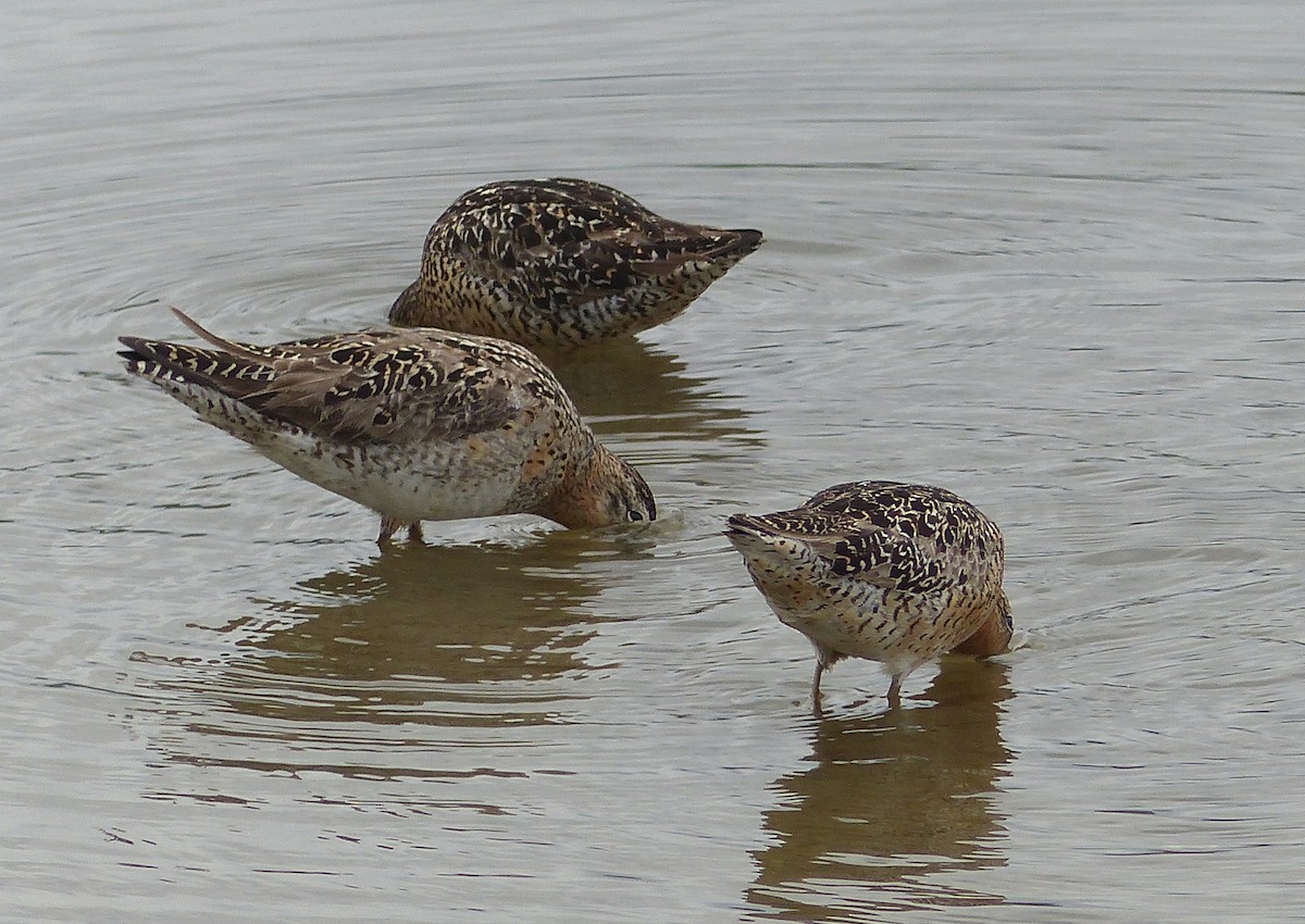 Short-billed/Long-billed Dowitcher - Gus van Vliet