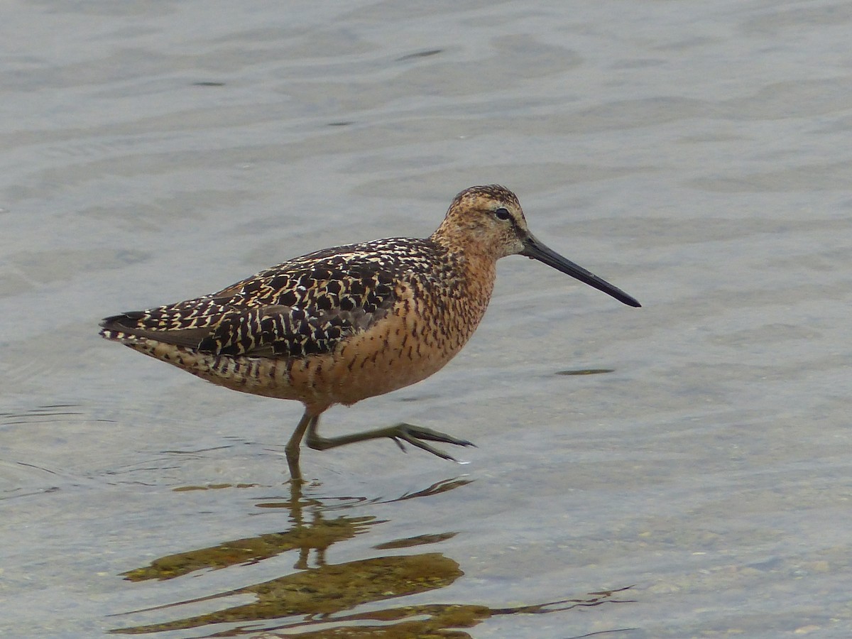 Short-billed/Long-billed Dowitcher - Gus van Vliet