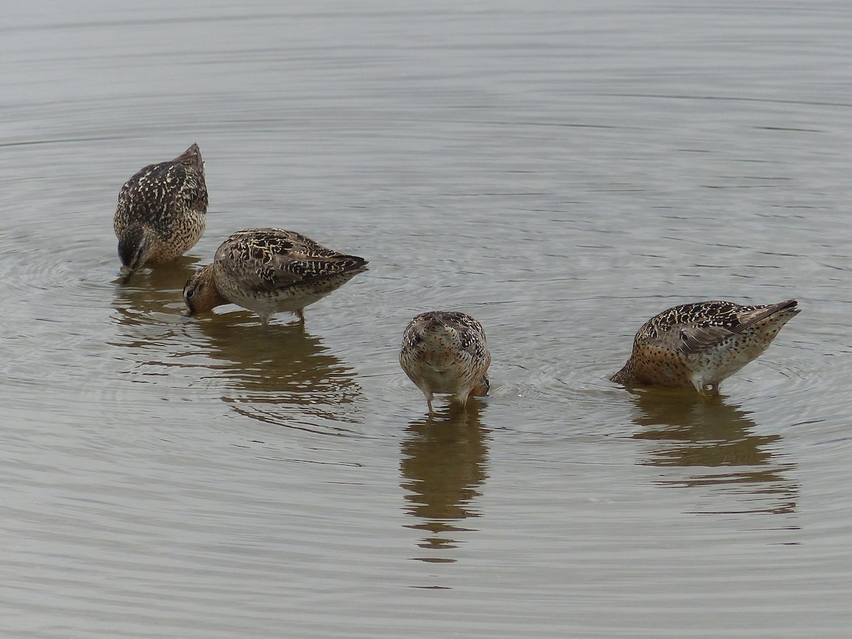 Short-billed/Long-billed Dowitcher - Gus van Vliet