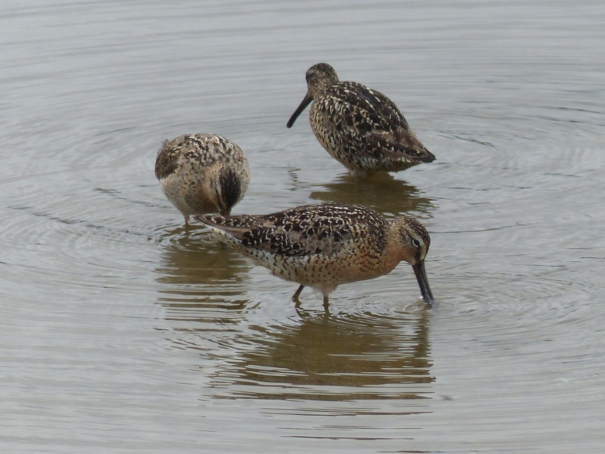 Short-billed/Long-billed Dowitcher - ML353829341