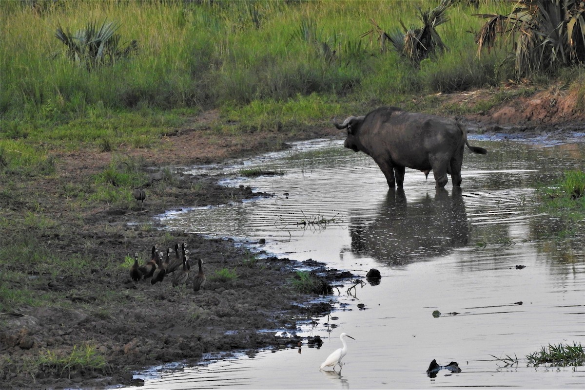 小白鷺 - ML353830191