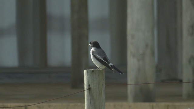 Gray Butcherbird - ML353832321