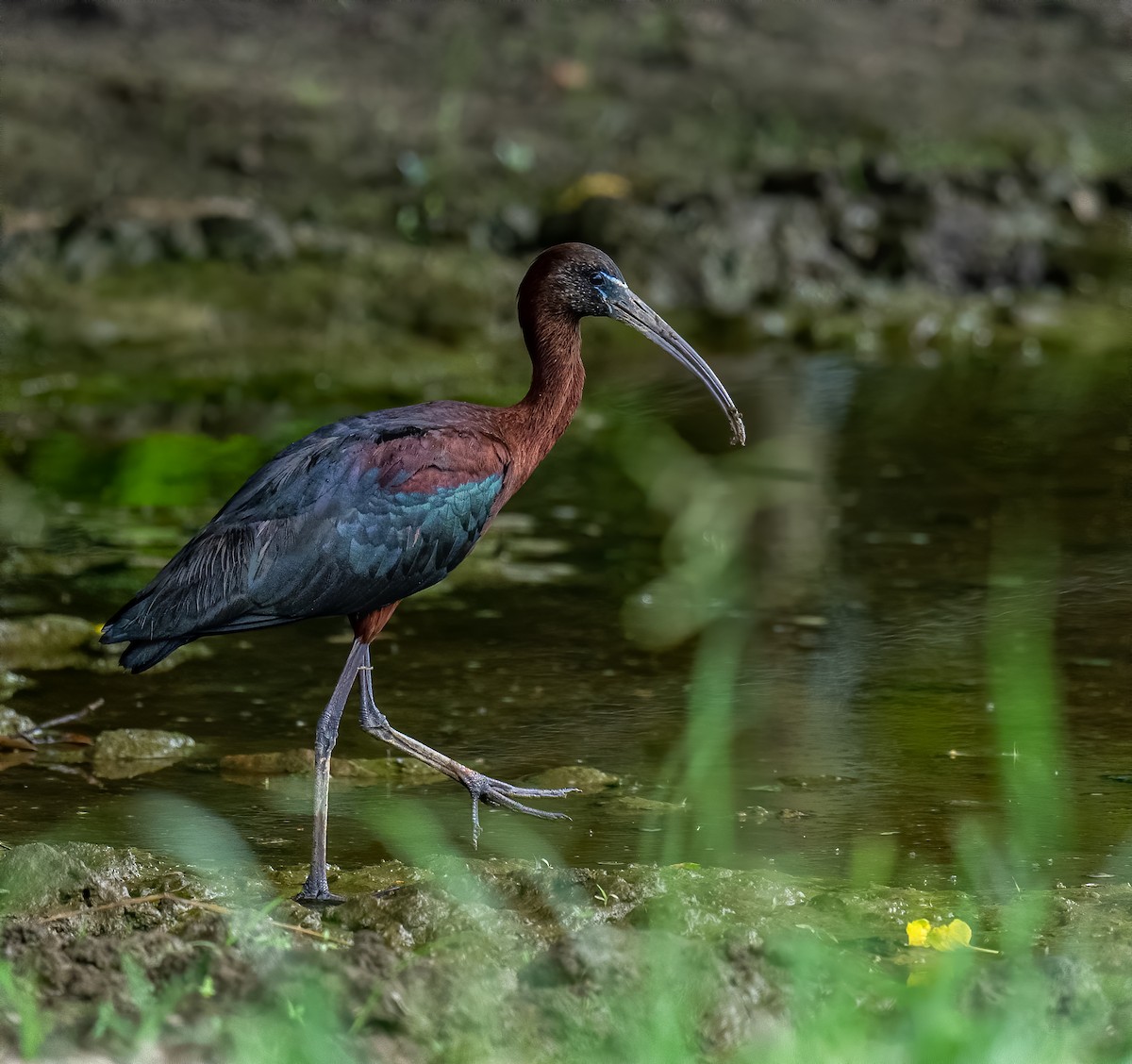 Glossy Ibis - ML353832561