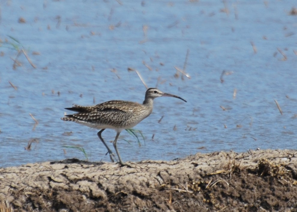 Zarapito Trinador - ML35383321