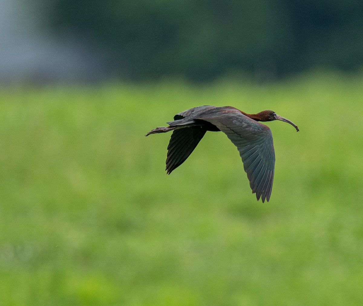 Glossy Ibis - ML353834061