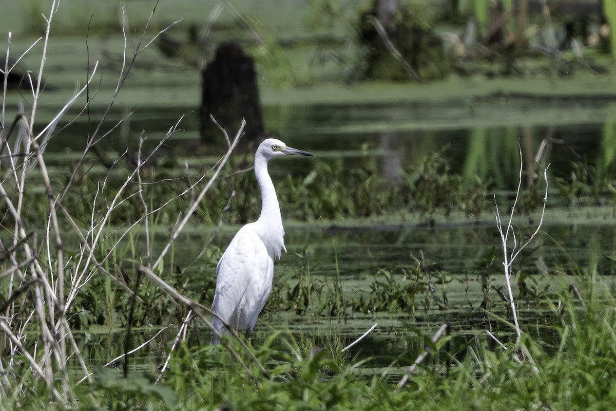 Little Blue Heron - ML353834941