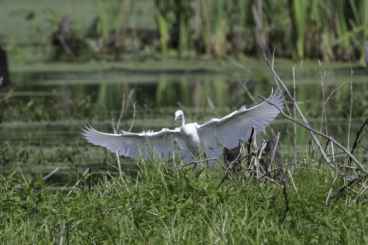 Little Blue Heron - ML353834951