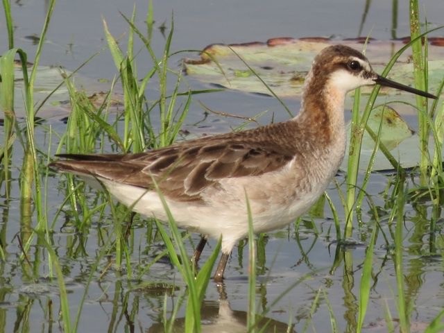 Falaropo Tricolor - ML353835341