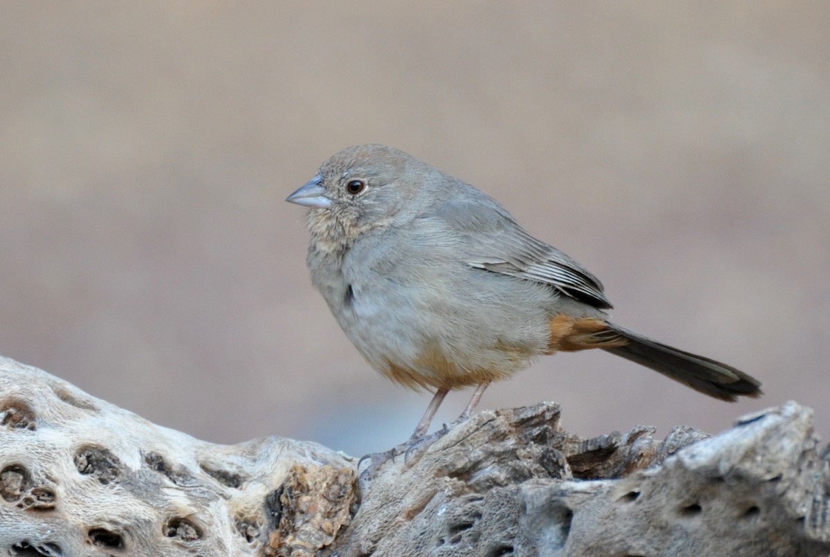 Canyon Towhee - ML35383611