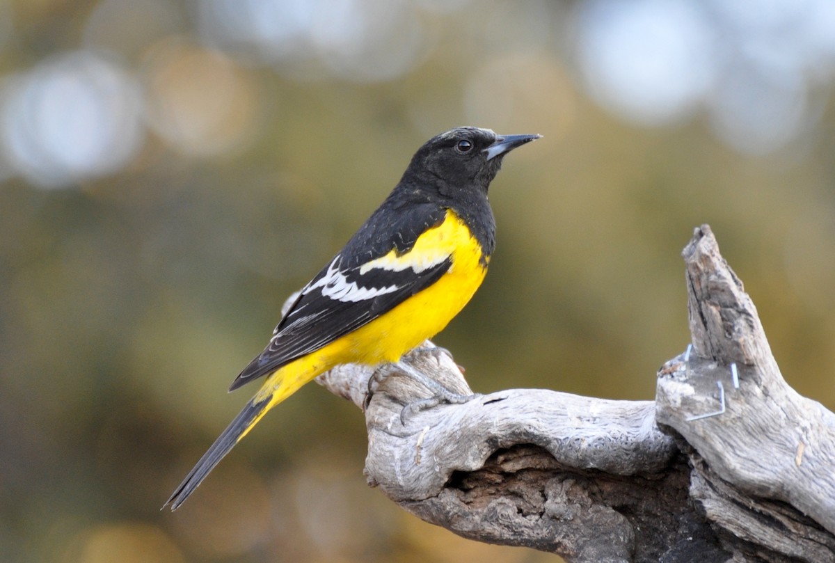 Scott's Oriole - Aaron Marshall