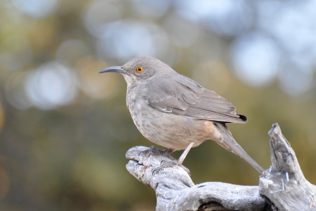 Curve-billed Thrasher - ML35383701